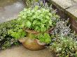 Herb Garden With Terracotta Pot With Sweet Basil, Curled Parsley And Creeping Thyme, Norfolk, Uk by Gary Smith Limited Edition Print