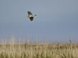 Sedge Warbler In Display Flight Over Coastal Reed Scrub, Norfolk, Uk, May by Gary Smith Limited Edition Print