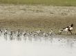 Shelduck Female With Thirteen Ducklings, Norfolk, Uk by Gary Smith Limited Edition Pricing Art Print