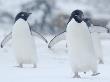 Two Adelie Penguins Walking On Snow, Antarctica by Edwin Giesbers Limited Edition Print