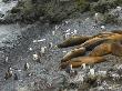 Southern Elephant Seals And Gentoo Penguins Antarctica by Edwin Giesbers Limited Edition Print