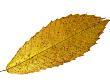 Sweet Spanish Chestnut Leaf In Autumn Colours, Europe by Philippe Clement Limited Edition Print