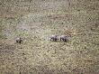 Northern White Rhinoceros Taken From Anti-Poaching Aircraft In 1989, Garamba Np, Dem Rep Congo by Mark Carwardine Limited Edition Print