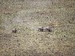 Northern White Rhinoceros Taken From Anti-Poaching Aircraft In 1989, Garamba Np, Dem Rep Congo by Mark Carwardine Limited Edition Print