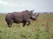 Northern White Rhinoceros Running Charging, Garamba Np, Dem Rep Congo, 1989 by Mark Carwardine Limited Edition Print