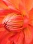 Dahlia Cultivar Abstract Close Up Of Petals, Uk by Gary Smith Limited Edition Print