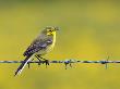 Yellow Wagtail Male Singing From Barbed Wire Fence, Upper Teesdale, Co Durham, England, Uk by Andy Sands Limited Edition Print