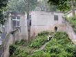 Giant Panda In Enclosure At Bifengxia Giant Panda Breeding And Conservation Center, China by Eric Baccega Limited Edition Print