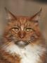 Maine Coon Red Tabby Cat, Portrait by Adriano Bacchella Limited Edition Print