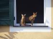 Young Somali Cat And Abyssinian Cat Sitting On Window Ledge, Italy by Adriano Bacchella Limited Edition Print