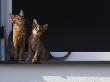 Two Somali Cats Sitting On Window Ledge, Italy by Adriano Bacchella Limited Edition Print