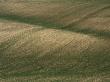 Rolling Chalk Hills, Ploughed And Seeded, South Downs, Hampshire by Adam Burton Limited Edition Print