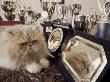 Persian Cream Cat Surounded By Trophies by Adriano Bacchella Limited Edition Print