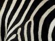 Common Zebra Close-Up Showing Stripes, Tanzania by Edwin Giesbers Limited Edition Print