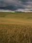 Thunder Clouds In Sky Over Cereal Field On The South Downs, Hampshire, Uk by Adam Burton Limited Edition Print