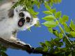 Ring-Tailed Lemur Looking Down From Tree, Anja Private Reserve, Near Ambalavao, Central Madagascar by Inaki Relanzon Limited Edition Print