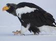 Steller's Sea Eagle Walking Over Snow, Kuril Lake, Kamchatka, Far East Russia by Igor Shpilenok Limited Edition Print