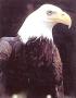 Majestic Eagle by Ron Kimball Limited Edition Print