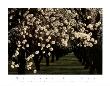 Almond Blossoms by Kathleen Norris Cook Limited Edition Print