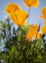 California Poppies. by Jerry Alexander Limited Edition Print