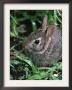 Eastern Cottontail Rabbit, Tyler, Texas by Dr. Scott M. Lieberman Limited Edition Print
