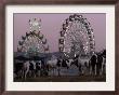 A Breed Of Horses Native To The State Of Rajasthan, Rajasthan, India, November 7, 2003 by Elizabeth Dalziel Limited Edition Pricing Art Print