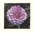 Purple Dahlia by Judy Mandolf Limited Edition Pricing Art Print