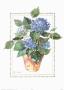 Hydrangeas by Barbara Norris Limited Edition Pricing Art Print