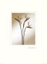 Strelitzia by Edoardo Sardano Limited Edition Print