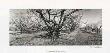 Turnpike Orchard by Eric Lindbloom Limited Edition Print