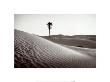 Palm Tree In Mauritania by Raymond Depardon Limited Edition Print