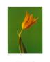 Tulip Sunburnt Yellow On Bright Green by Masao Ota Limited Edition Print