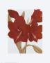 Amaryllis Ii by Sophie Coryndon Limited Edition Print