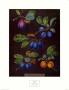 Plums I by George Brookshaw Limited Edition Print