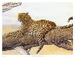 Resting Leopard by Charles L. Berry Limited Edition Print