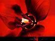 Tulipa by Joson Limited Edition Print