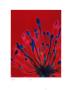 Agapanthus, Reflex Blue On Dark Red by Michael Banks Limited Edition Pricing Art Print