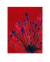 Agapanthus, Reflex Blue On Dark Red by Michael Banks Limited Edition Print