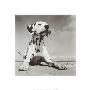 Dalmation Puppy by Brigit Utech Limited Edition Pricing Art Print