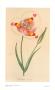White Mariposa Lily, Calochortus Vernustus by Joseph Paxton Limited Edition Print