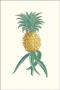 Ananas by Georg Dionysius Ehret Limited Edition Print