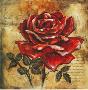 Rose Delight by Margaret Zigler Limited Edition Print