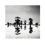 Cypress Swamp V by Josef Hoflehner Limited Edition Print