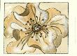 Tone On Tone Petals Iv by Nancy Slocum Limited Edition Print