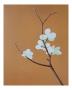 Blossom Iii by Anna Van Zwol Limited Edition Pricing Art Print