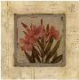 Oleander Fragment by Pamela Murray Limited Edition Print