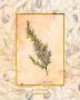 Rosemary by Lucinda Foy Limited Edition Pricing Art Print