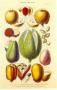 History Of The Vegetable Kingdom Ii by William Rhind Limited Edition Print