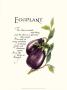 Eggplant by G. Phillips Limited Edition Print