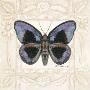 Butterfly Display 5 by Consuelo Gamboa Limited Edition Pricing Art Print
